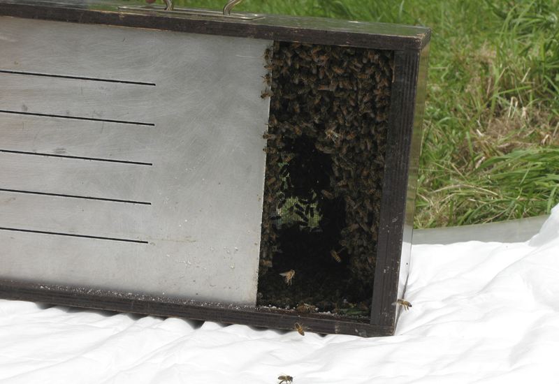 Einlaufen eines Bienenschwarms in die Bienenkiste / Sommer 2016 / Bäckerinnung