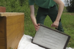 Einlaufen eines Bienenschwarms in die Bienenkiste / Sommer 2016 / Bäckerinnung