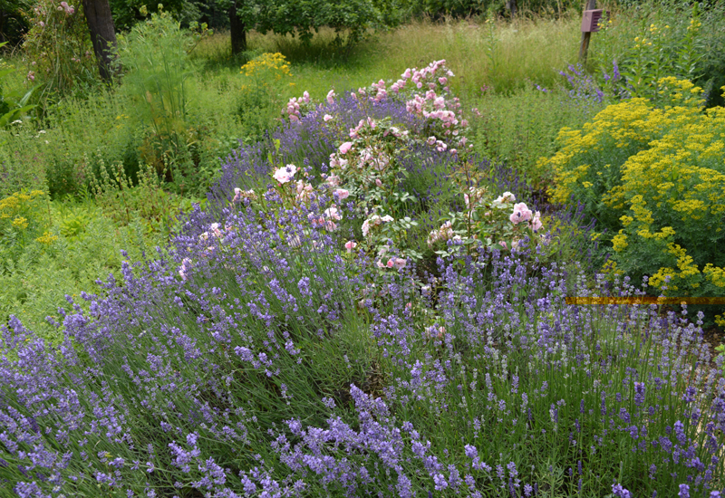 Lavendel und Rosen im Kräutergarten / Sommer 2016 / Seidlhof