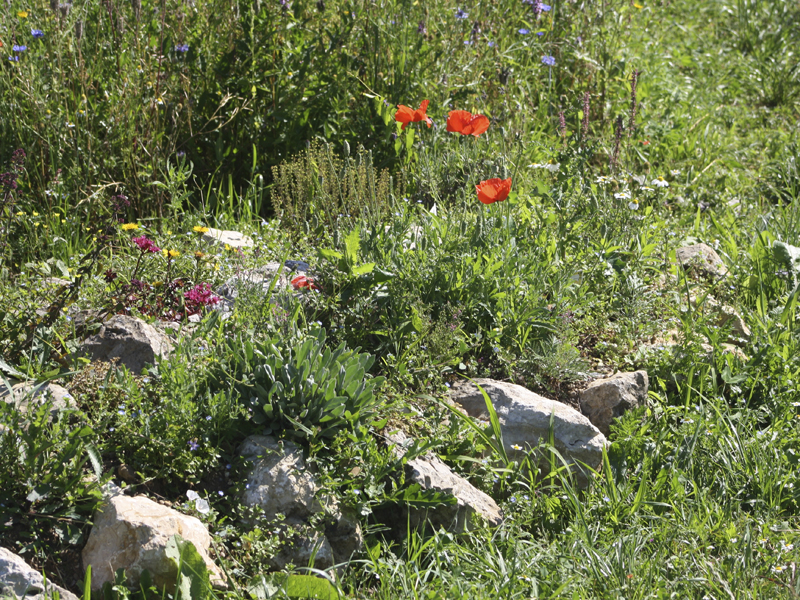 Steingarten mit Wildbienenblühpflanzen am Neunerberg | Sommer 2016
