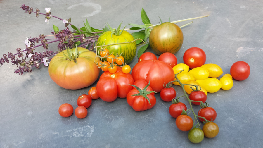 verschiedene Tomatensorten | 2016